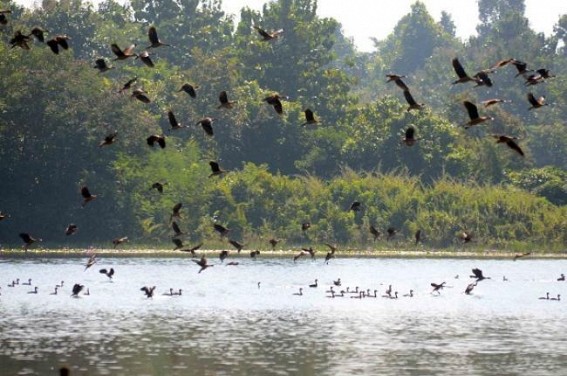 Training of elephants and “ Mahouts†begins at Sepahijala wildlife sanctuary Training of elephants and “ Mahouts†begins at Sepahijala wildlife sanctuary